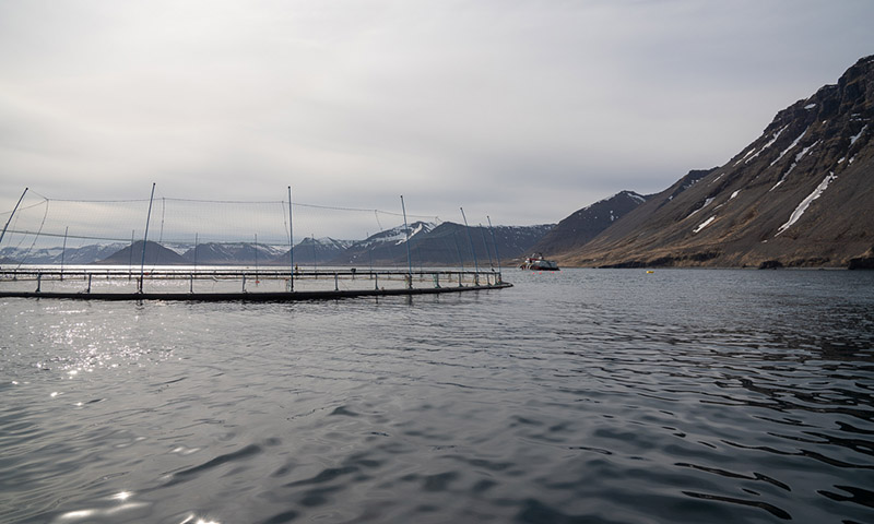 Vel heppnað hlutafjárútboð Arctic Fish - mynd