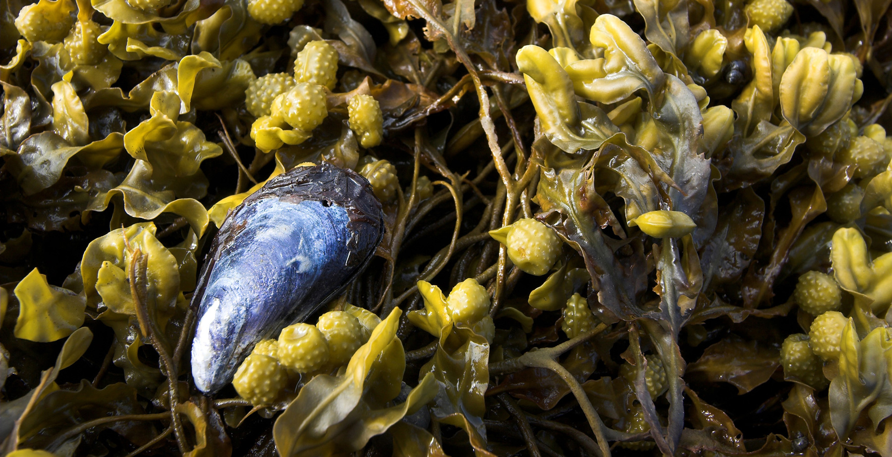 Fjársjóður hafsins - mynd