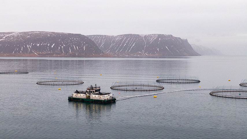 Margföld umframeftirspurn í hlutafjárútboði Icelandic Salmon AS - mynd